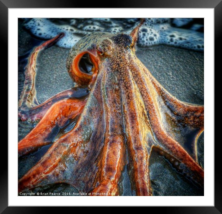 Octopus Framed Mounted Print by Brian Pearce