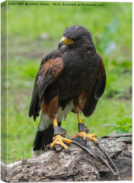 Female Harris Hawk Canvas Print by andrew blakey