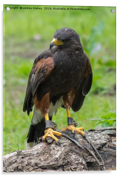 Female Harris Hawk Acrylic by andrew blakey