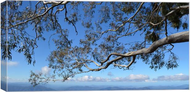 Branching Out Canvas Print by Hugh Fathers