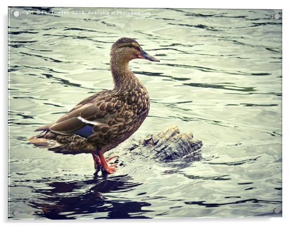 Female mallard Acrylic by Derrick Fox Lomax