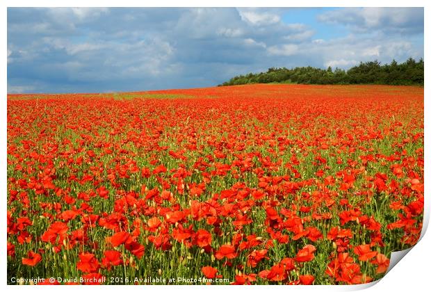 Nottinghamshire Poppy Field Print by David Birchall