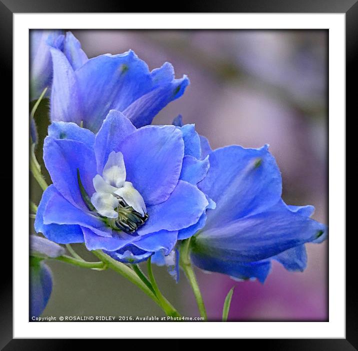 "BLUE DELPHINIUM" Framed Mounted Print by ROS RIDLEY