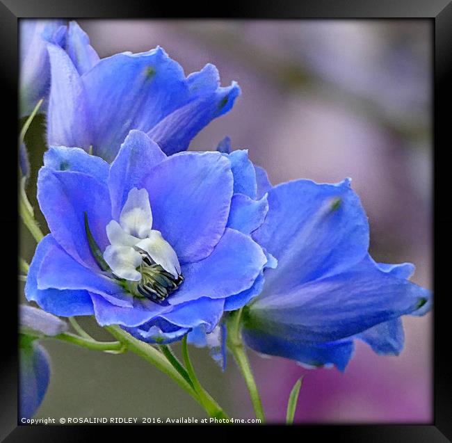 "BLUE DELPHINIUM" Framed Print by ROS RIDLEY