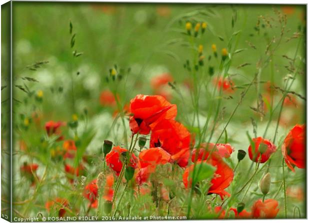 "POPPIES IN THE WINDY MEADOW" Canvas Print by ROS RIDLEY