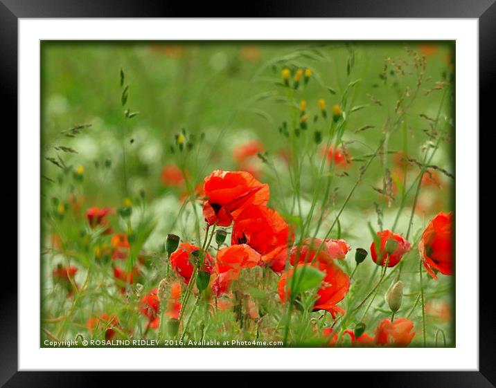 "POPPIES IN THE WINDY MEADOW" Framed Mounted Print by ROS RIDLEY