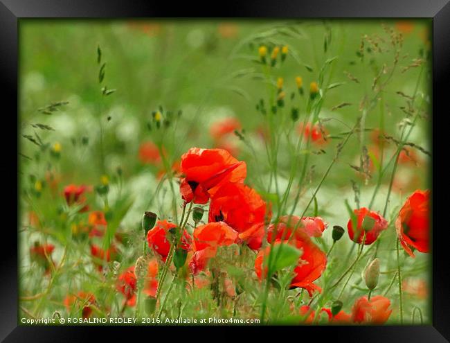 "POPPIES IN THE WINDY MEADOW" Framed Print by ROS RIDLEY
