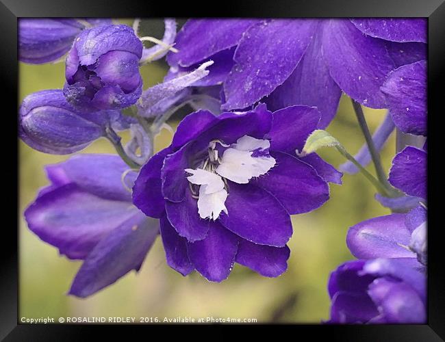 "PURPLE DELPHINIUM" Framed Print by ROS RIDLEY