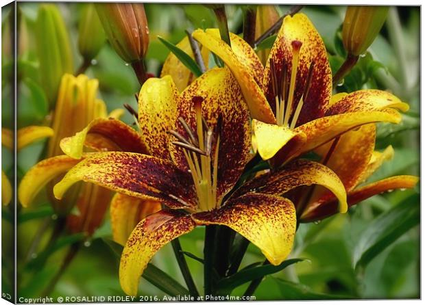 "LILIES IN THE RAIN" Canvas Print by ROS RIDLEY