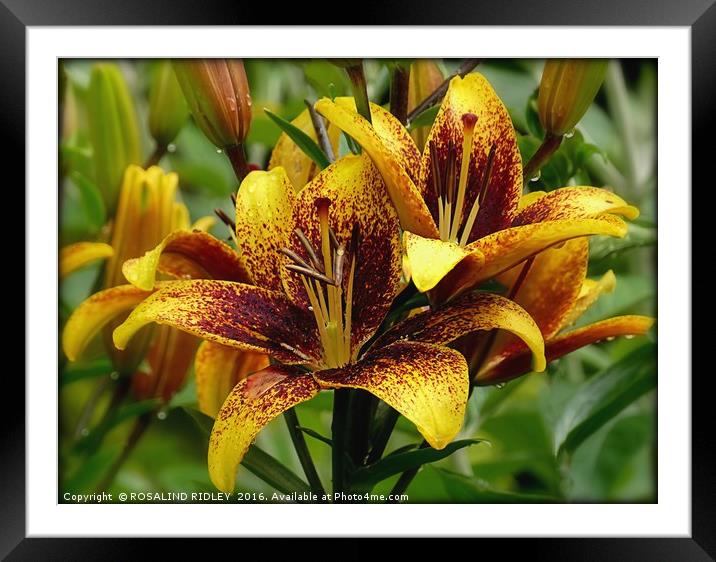 "LILIES IN THE RAIN" Framed Mounted Print by ROS RIDLEY