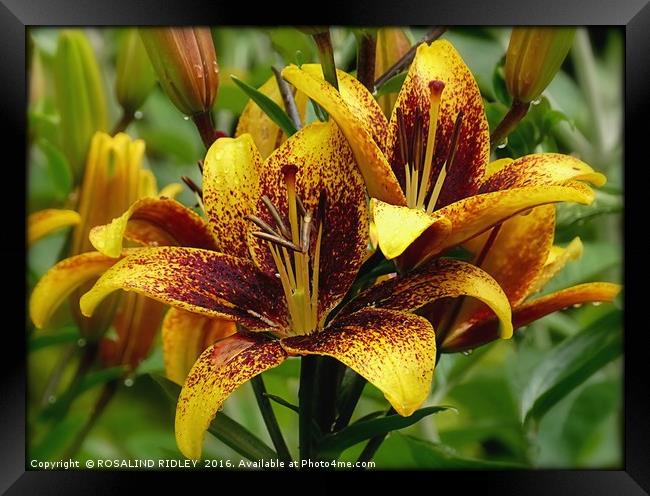 "LILIES IN THE RAIN" Framed Print by ROS RIDLEY