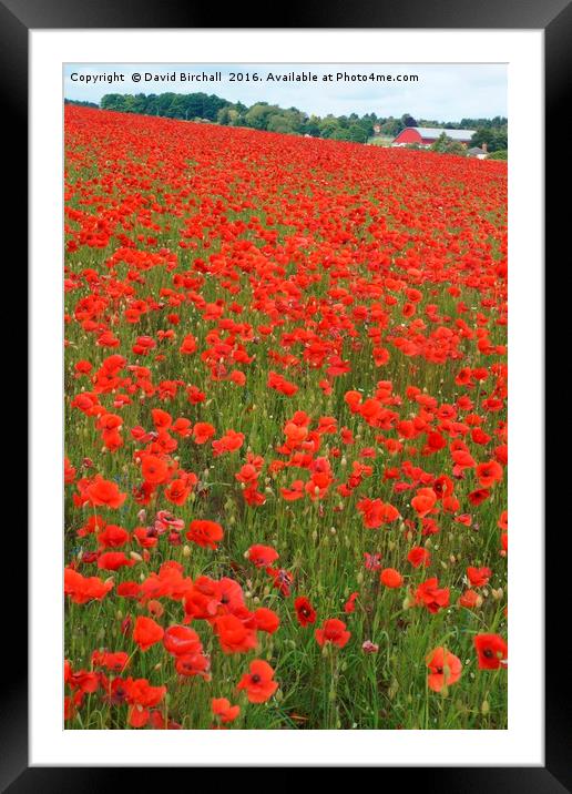 Nottinghamshire Poppies Framed Mounted Print by David Birchall
