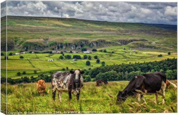 Teesdale Cooos!  Canvas Print by Gary Richardson
