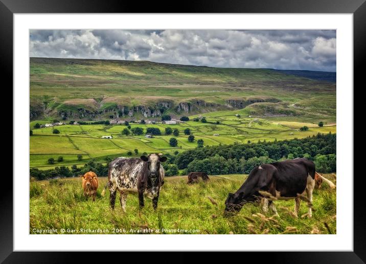 Teesdale Cooos!  Framed Mounted Print by Gary Richardson