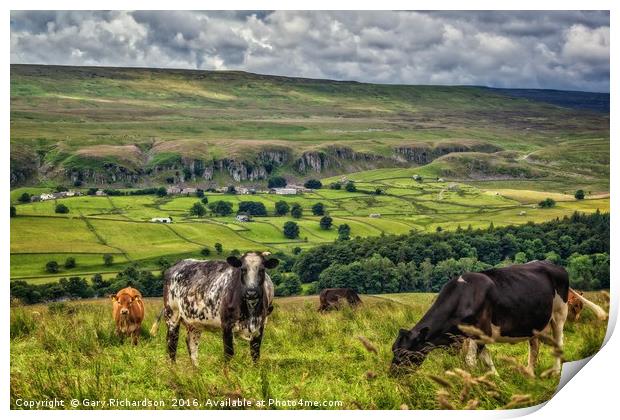 Teesdale Cooos!  Print by Gary Richardson