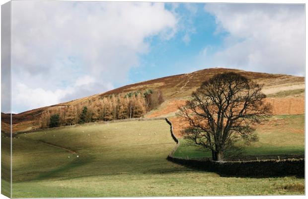 Sunlit tree and hillside. Edale, Derbyshire, UK. Canvas Print by Liam Grant
