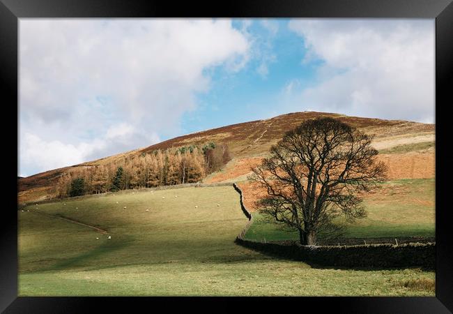 Sunlit tree and hillside. Edale, Derbyshire, UK. Framed Print by Liam Grant