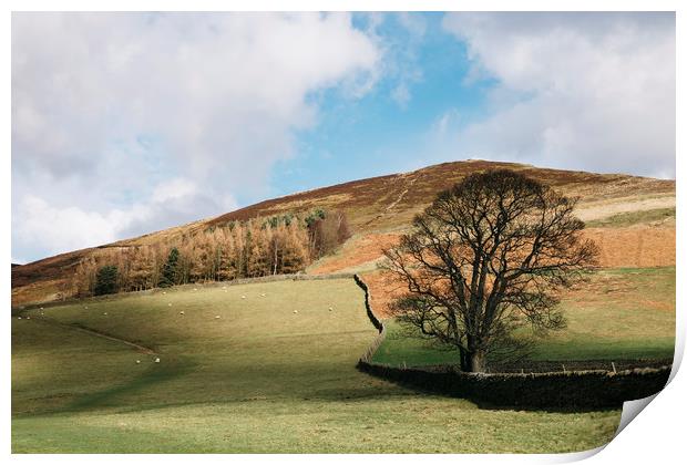 Sunlit tree and hillside. Edale, Derbyshire, UK. Print by Liam Grant