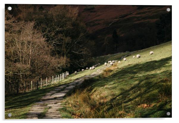Stone footpath and grazing sheep. Edale, Derbyshir Acrylic by Liam Grant