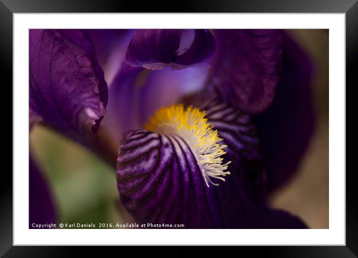 Iris Closeup Framed Mounted Print by Karl Daniels