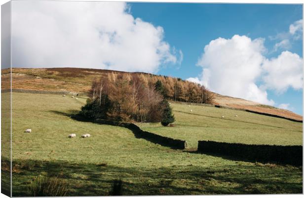 Grazing sheep and trees on a hillside. Edale, Derb Canvas Print by Liam Grant