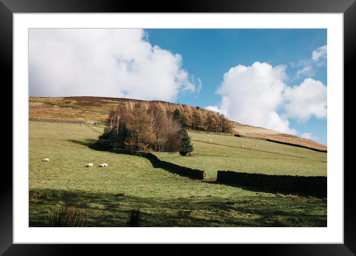 Grazing sheep and trees on a hillside. Edale, Derb Framed Mounted Print by Liam Grant