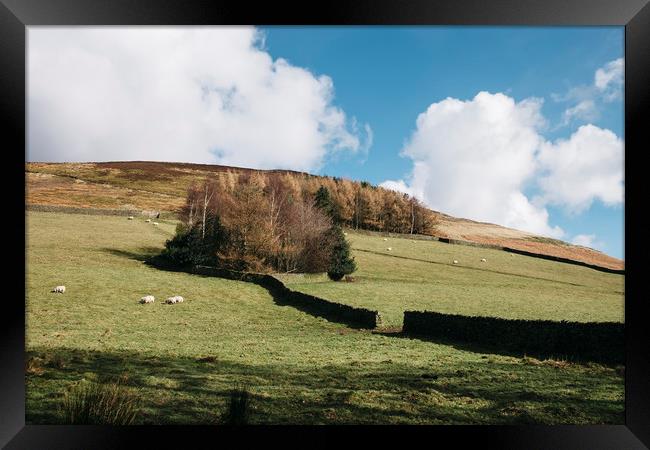 Grazing sheep and trees on a hillside. Edale, Derb Framed Print by Liam Grant