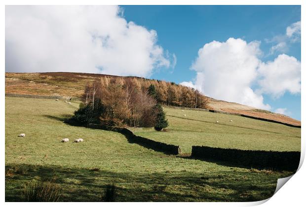 Grazing sheep and trees on a hillside. Edale, Derb Print by Liam Grant