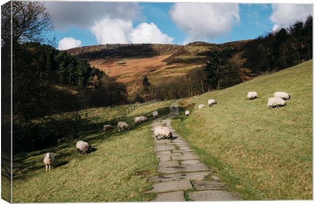 Stone footpath and grazing sheep. Edale, Derbyshir Canvas Print by Liam Grant