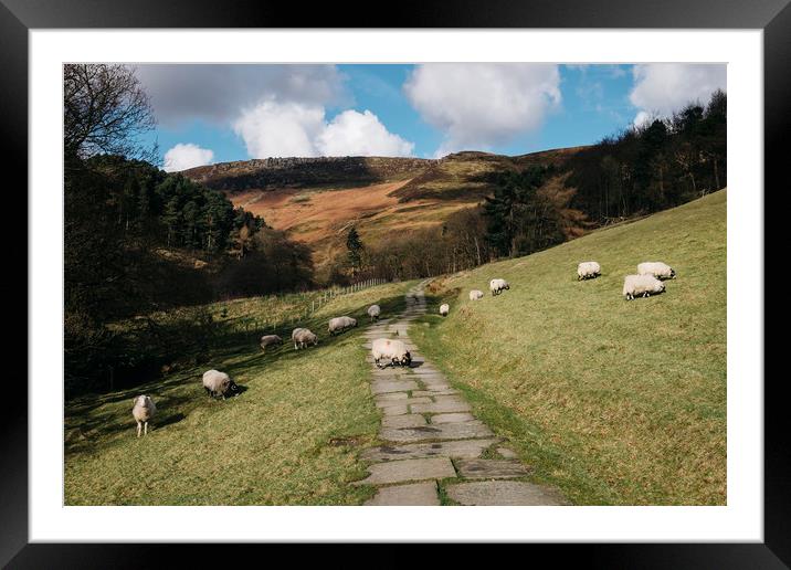 Stone footpath and grazing sheep. Edale, Derbyshir Framed Mounted Print by Liam Grant