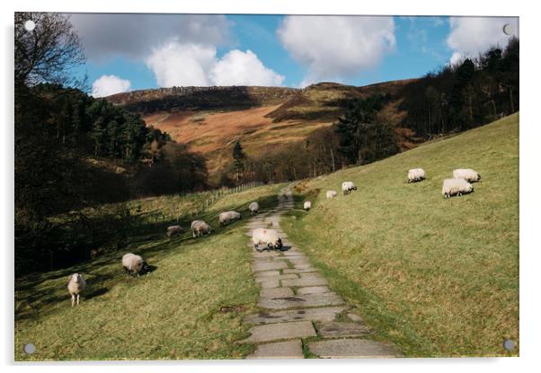 Stone footpath and grazing sheep. Edale, Derbyshir Acrylic by Liam Grant