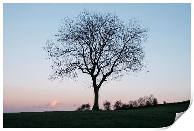 Tree on a hilltop above Matlock silhouetted at twi Print by Liam Grant