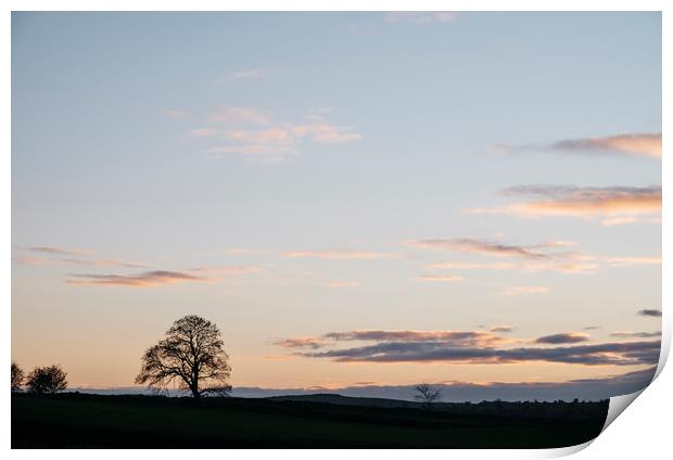 Tree on a hilltop above Matlock silhouetted at twi Print by Liam Grant