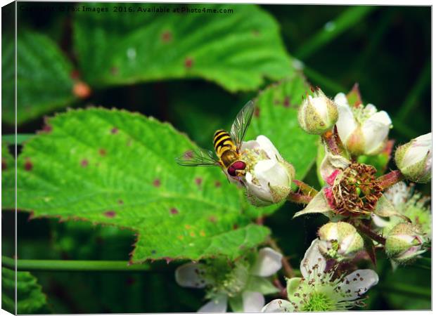 Hover fly in summer Canvas Print by Derrick Fox Lomax