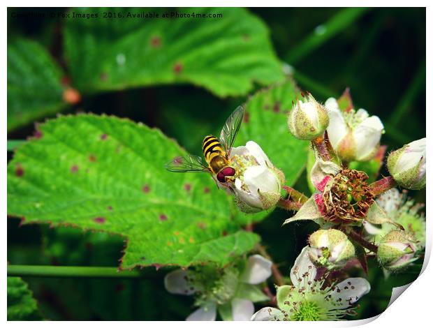 Hover fly in summer Print by Derrick Fox Lomax