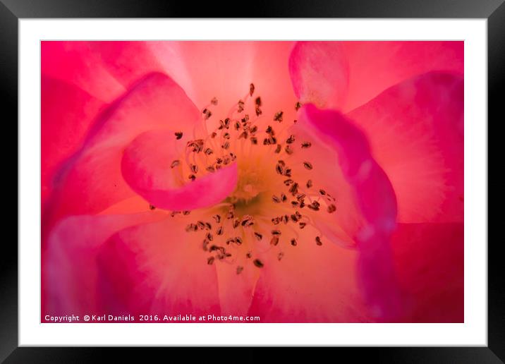 Rosey Inside Framed Mounted Print by Karl Daniels