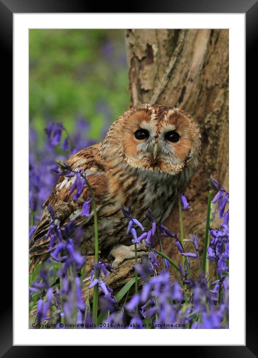 Tawny Owl and Blue Bells Framed Mounted Print by Dave Burden