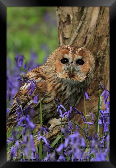 Tawny Owl and Blue Bells Framed Print by Dave Burden