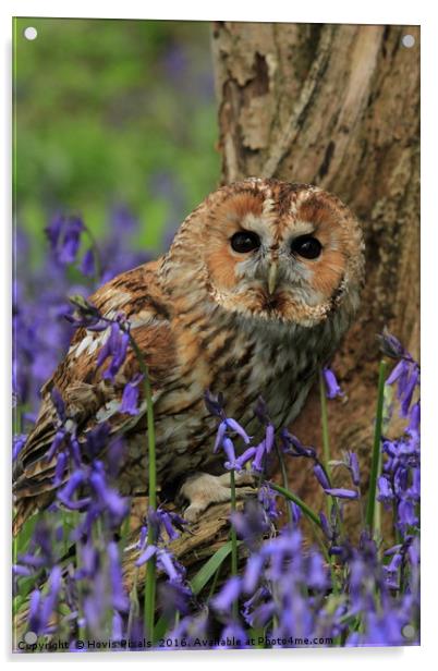Tawny Owl and Blue Bells Acrylic by Dave Burden