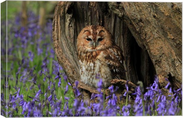 Tawny and the Bells Canvas Print by Dave Burden