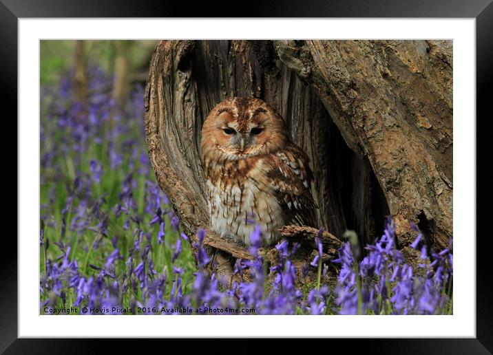 Tawny and the Bells Framed Mounted Print by Dave Burden