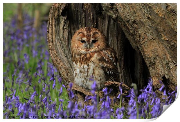Tawny and the Bells Print by Dave Burden
