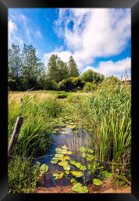 Brading Marsh Summer Water Meadow Framed Print by Wight Landscapes