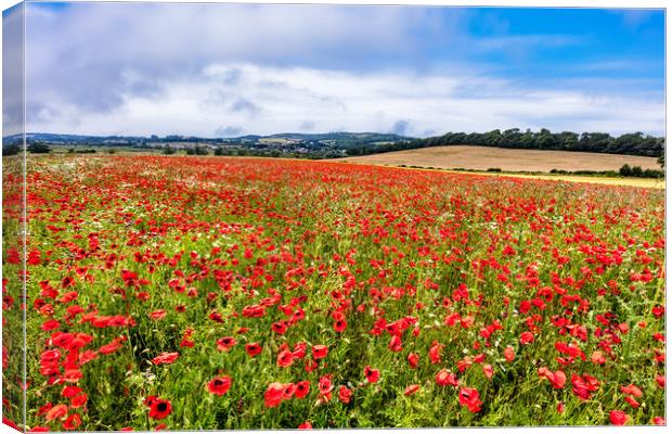 Isle Of Wight Poppy Field Canvas Print by Wight Landscapes