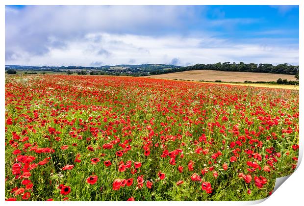 Isle Of Wight Poppy Field Print by Wight Landscapes