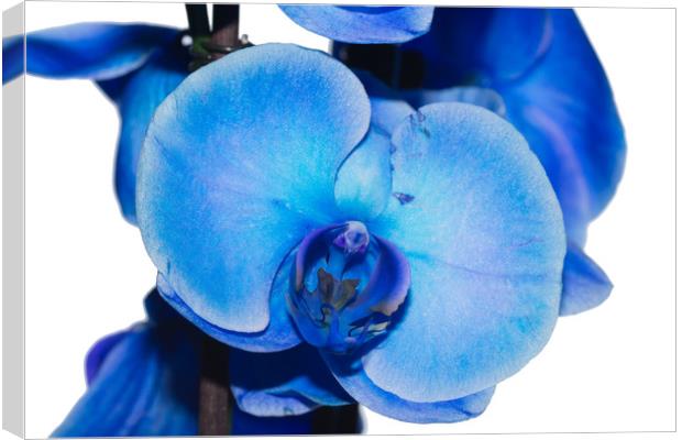 Blue Orchid 1 Texture Canvas Print by Steve Purnell