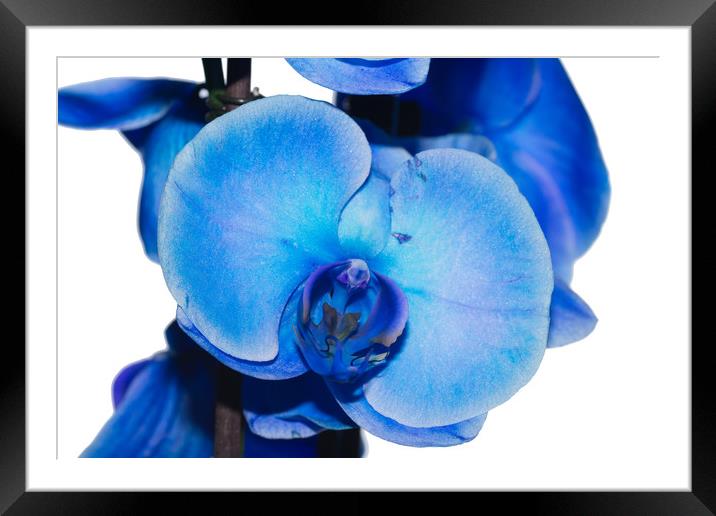 Blue Orchid 1 Texture Framed Mounted Print by Steve Purnell