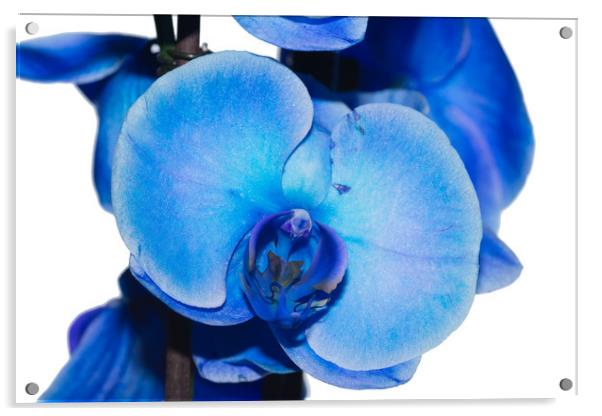 Blue Orchid 1 Texture Acrylic by Steve Purnell