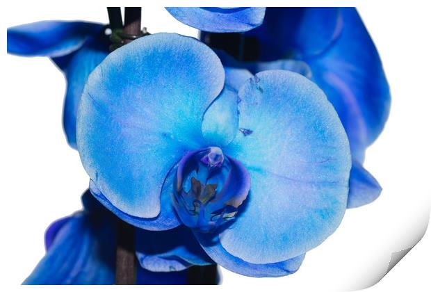 Blue Orchid 1 Texture Print by Steve Purnell