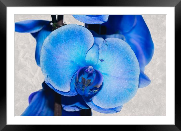 Blue Orchid 1 Framed Mounted Print by Steve Purnell